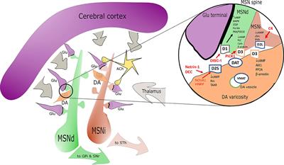 Dopamine Receptor Subtypes, Physiology and Pharmacology: New Ligands and Concepts in Schizophrenia